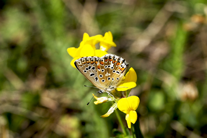 Polyommatus bellargus